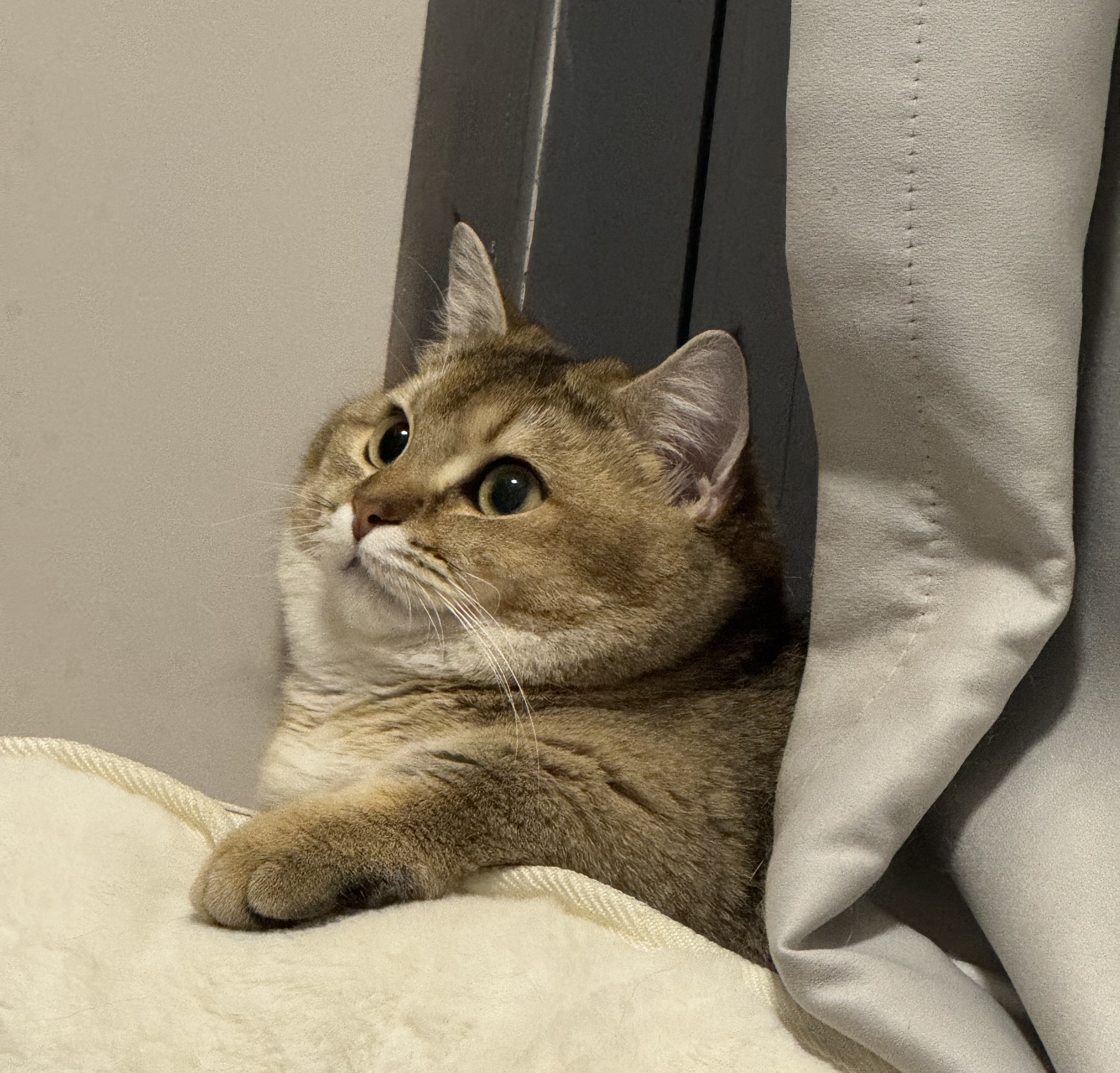 Jelly Cat on 2025-08-28